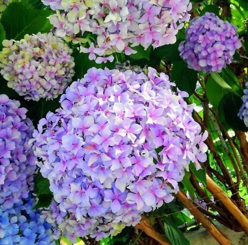 酒店 Hotel Caligiuri